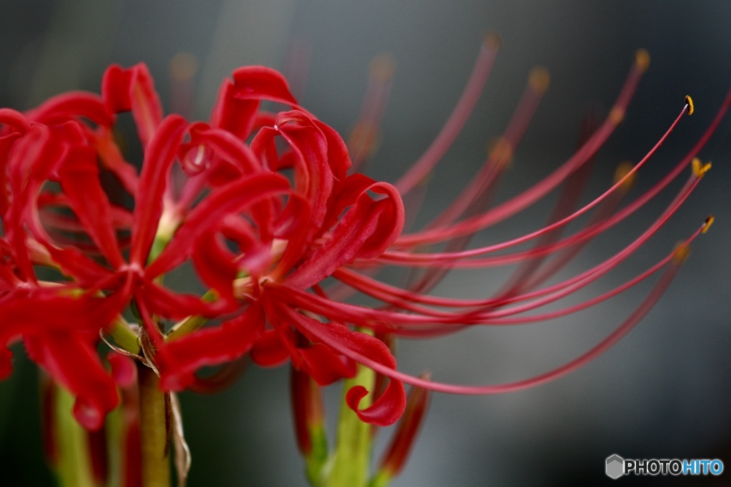 曼珠沙華