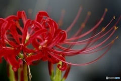 曼珠沙華