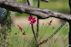 秋桜