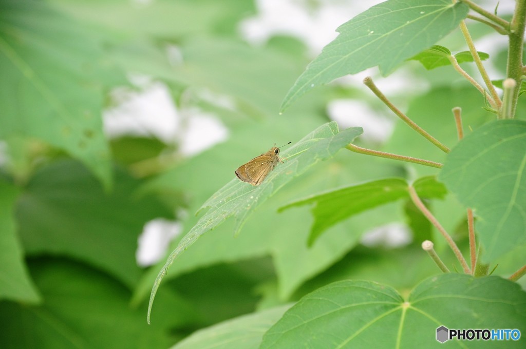 そこへセセリ(*^-^*)