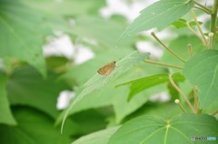 そこへセセリ(*^-^*)