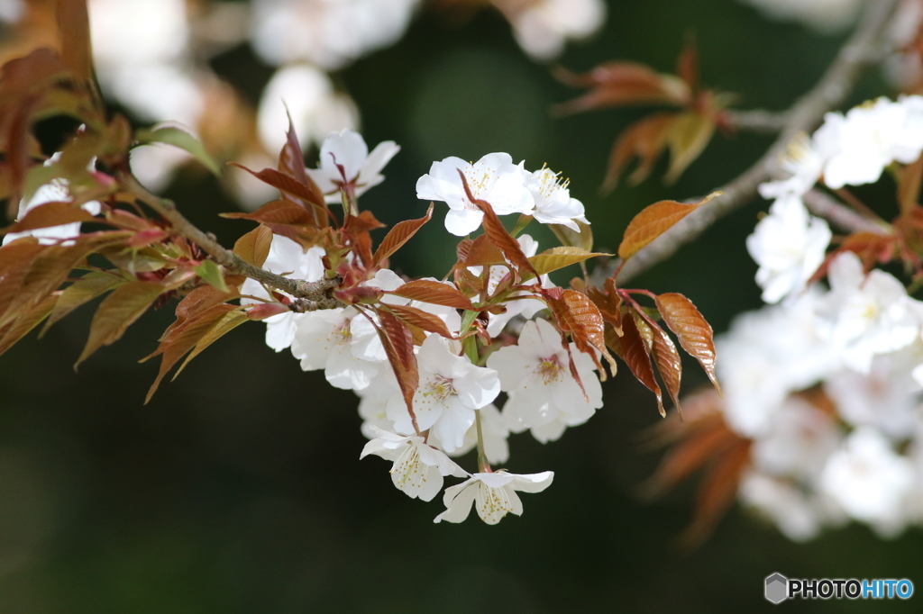 山桜