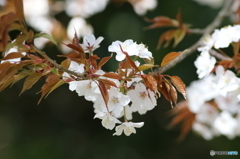 山桜