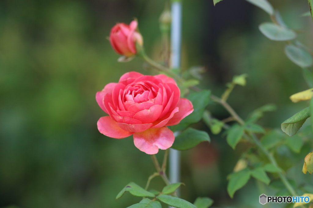 秋の薔薇