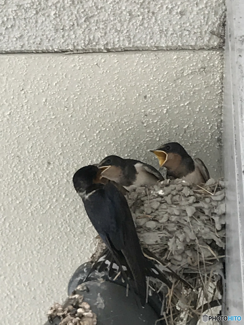 もうすぐ巣立ち 2