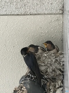 もうすぐ巣立ち 2