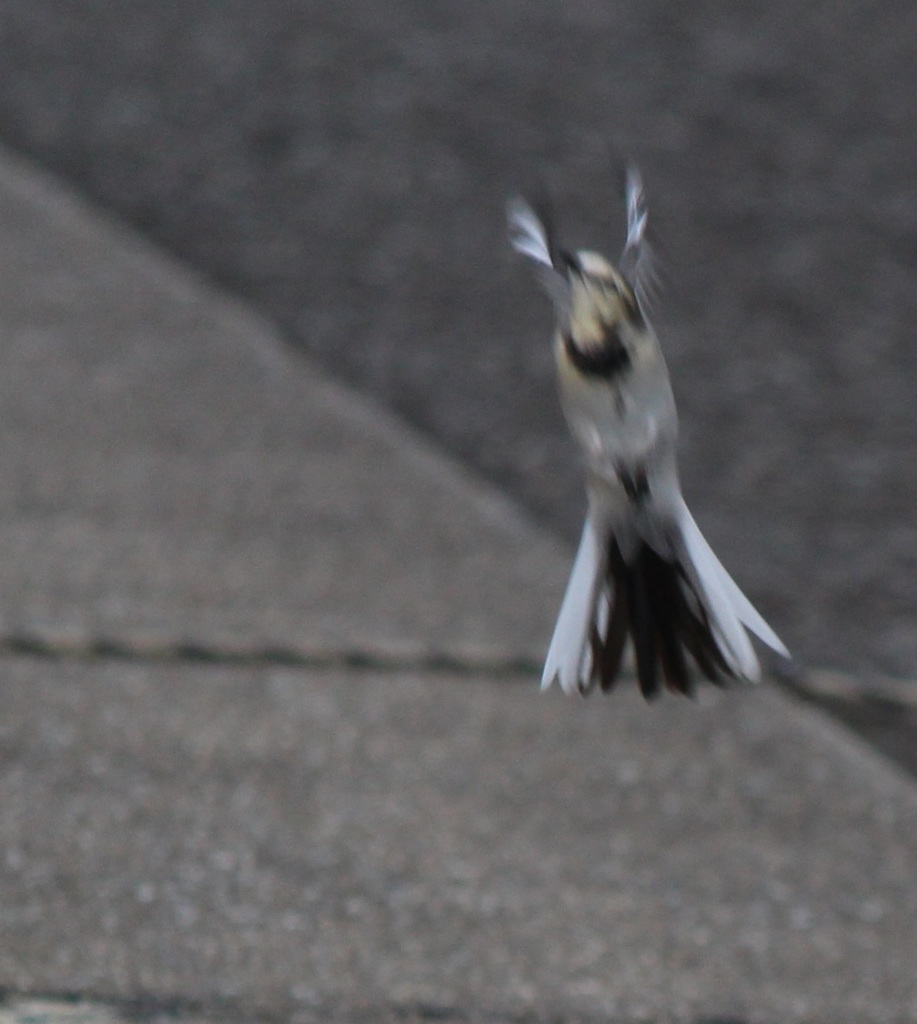 これは何でしょう、クイズです（笑）