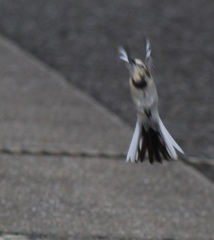 これは何でしょう、クイズです（笑）