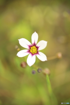 初夏を彩る小さな花