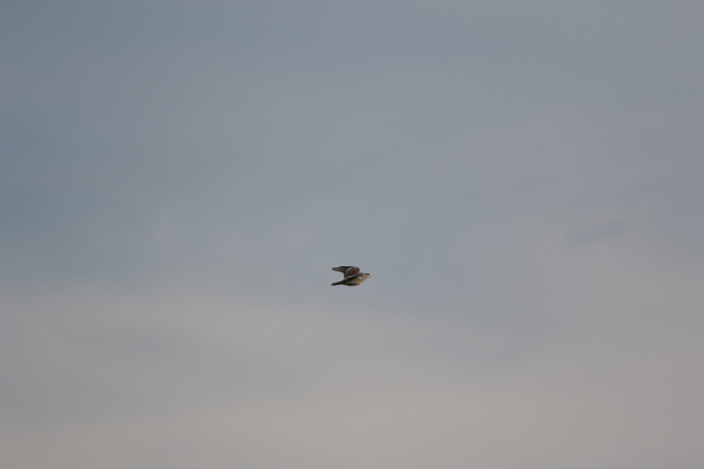 夕日に向かって