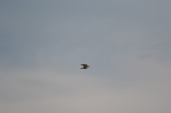 夕日に向かって