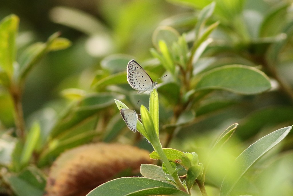 可愛いツーショット　2