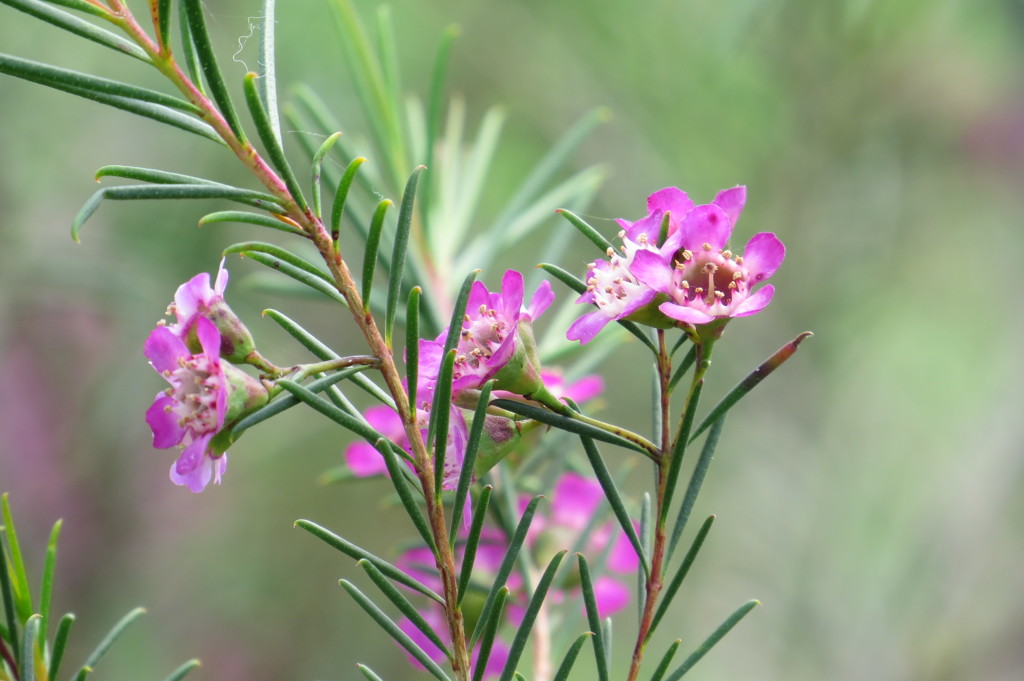 ギョリュウバイ