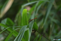 蜻蛉　１