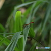 蜻蛉　１