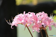 Lycoris 
