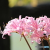 Lycoris 