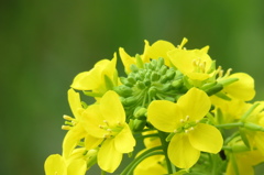 Spring color 2