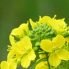 Spring color 2