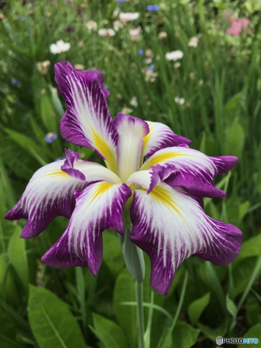 季節の花