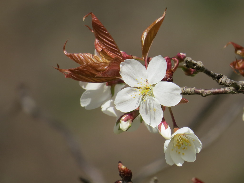桜咲く