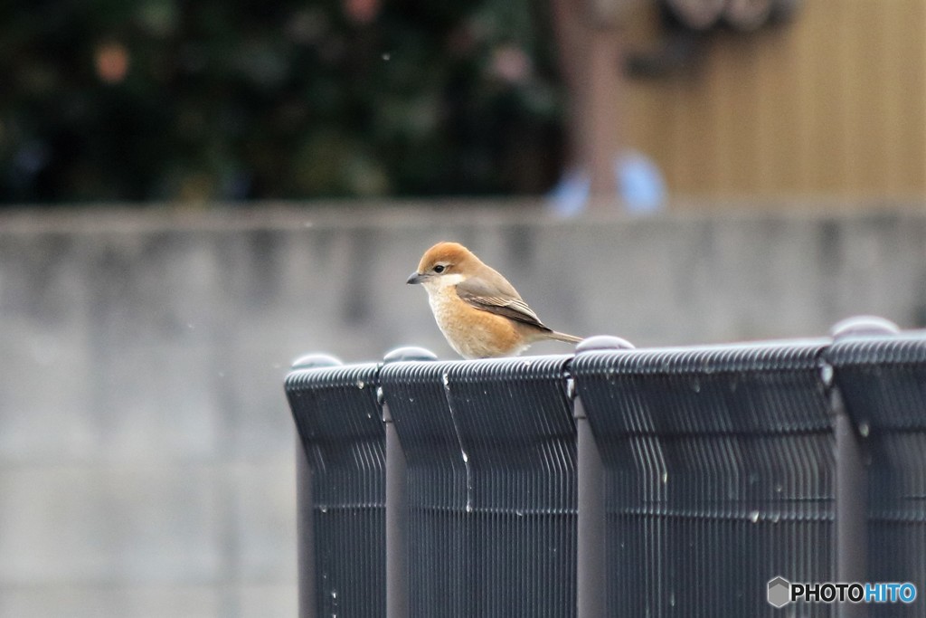 久しぶりのモズ子さん