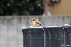 久しぶりのモズ子さん