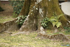 根