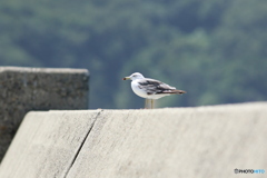 島のウミネコ