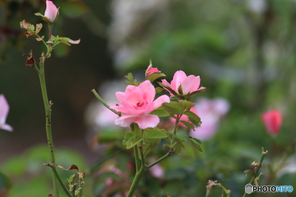 たまにはお花♪