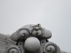 日本の美、瓦？