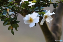 山茶花