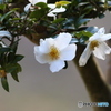 山茶花
