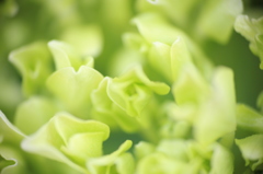 light green