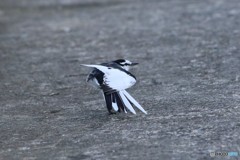 ポーズしよか？