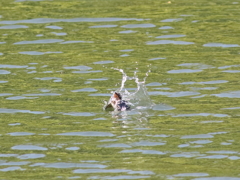 プハッ！　その２