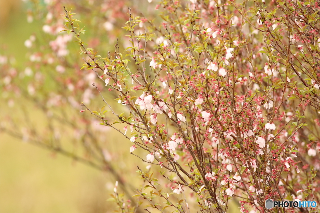 春の想い出　雨上がりの桜