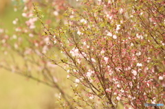 春の想い出　雨上がりの桜