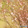 春の想い出　雨上がりの桜