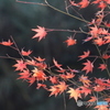 山の麓の裾模様♪　２