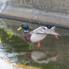 決まった！アラベスク♪