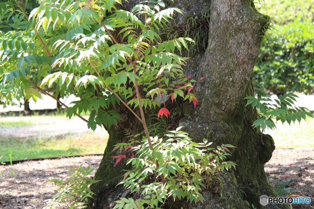 紅一点？