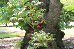 紅一点？