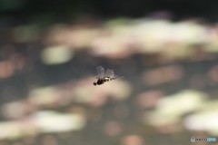 400ｍｍ昆虫撮影　１