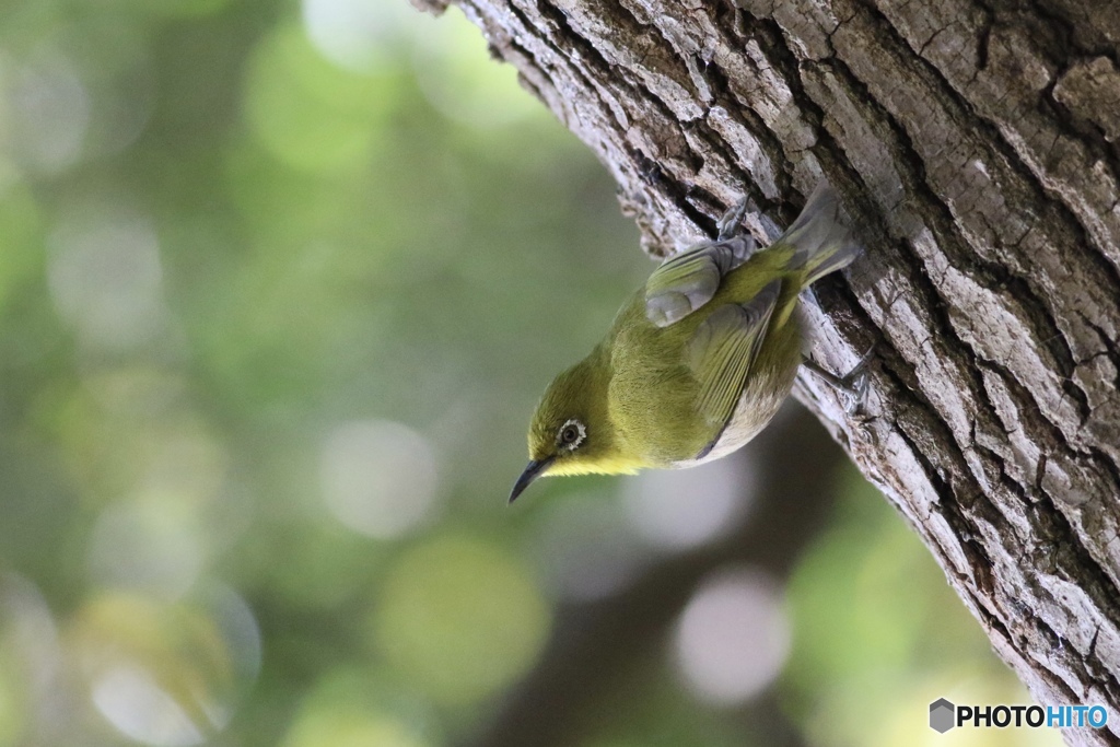 2019 梅じゃなくて松にメジロ