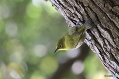 2019 梅じゃなくて松にメジロ