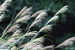 すすき秋模様