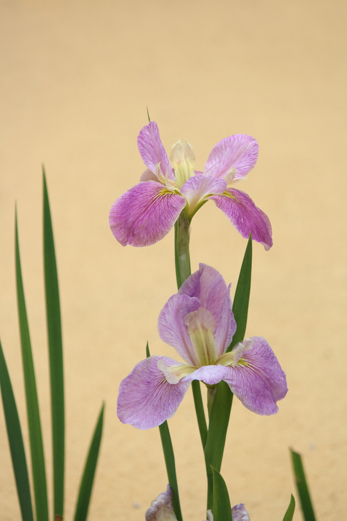 ジャーマンアイリス