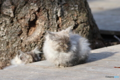 ため池公園の野良ちゃん