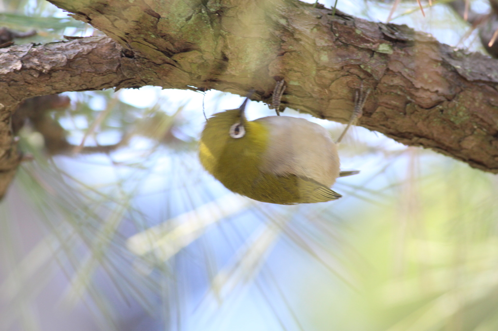 上下逆さま？？